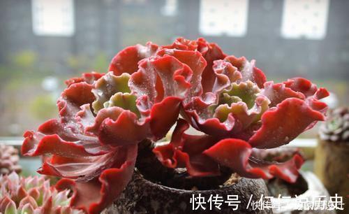 绮罗|这些多肉真霸气,长势旺小盆装不下,易度夏越养越值钱