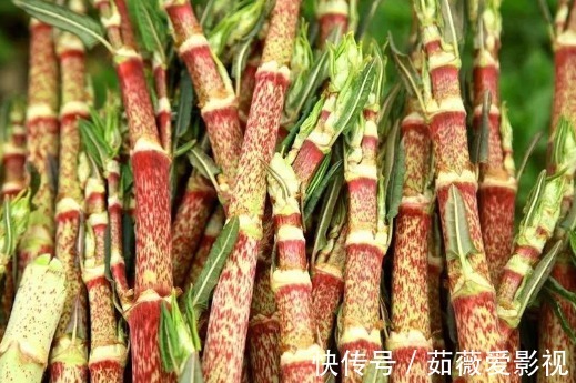 鱼腥草|院子里长出5种草,尽量别破坏了,能赏又能当菜,有人花钱买来种