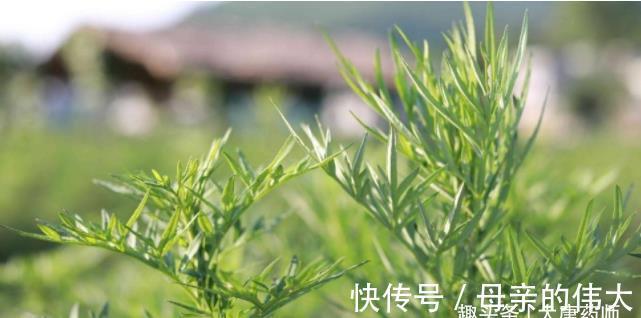 泡脚|小小艾草，5大功效！9个民间妙用方，横扫百病！收藏以备不时之需