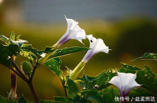 天仙子|世界上又美又毒的花居然是它，别说不知道，你肯定见过。