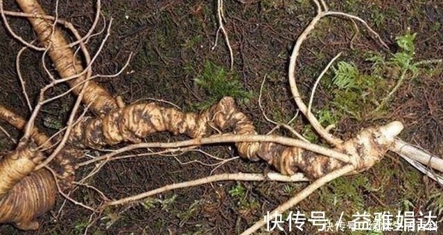 植物|这珍贵植物,请你辨认好植株,若谁到你家乡采挖,一定要制止