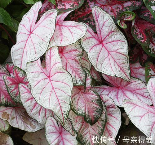 8种“漂亮花”别晒大太阳，一晒就耷拉，客厅不见光，养成绿森林