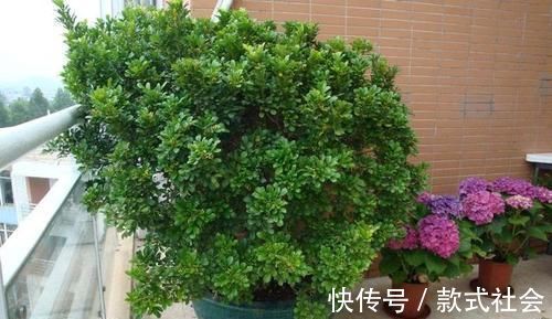 四季|阳台再小,也要养4种花,不仅好养活,而且四季有花赏