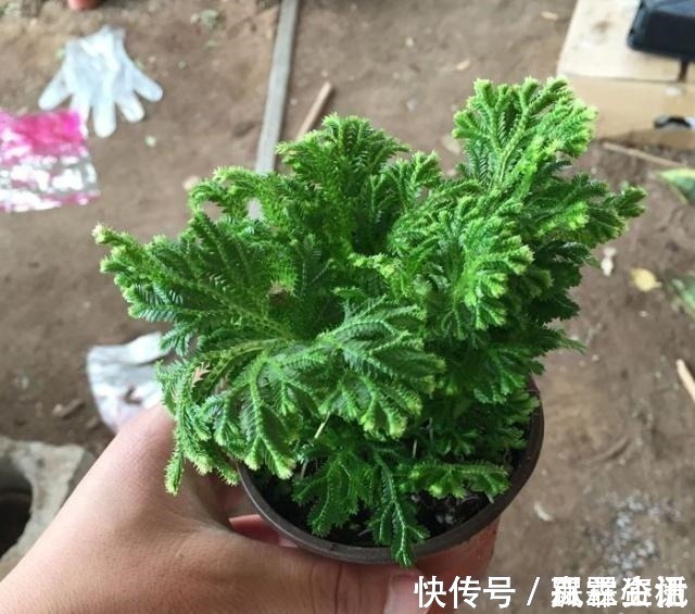 山崖上一种草,被称“还魂草”,人人见了挖一株,说是很值钱!