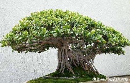 盆景|养榕树盆景,掌握“4点”技巧,颜值常年在线,花开培养成老桩