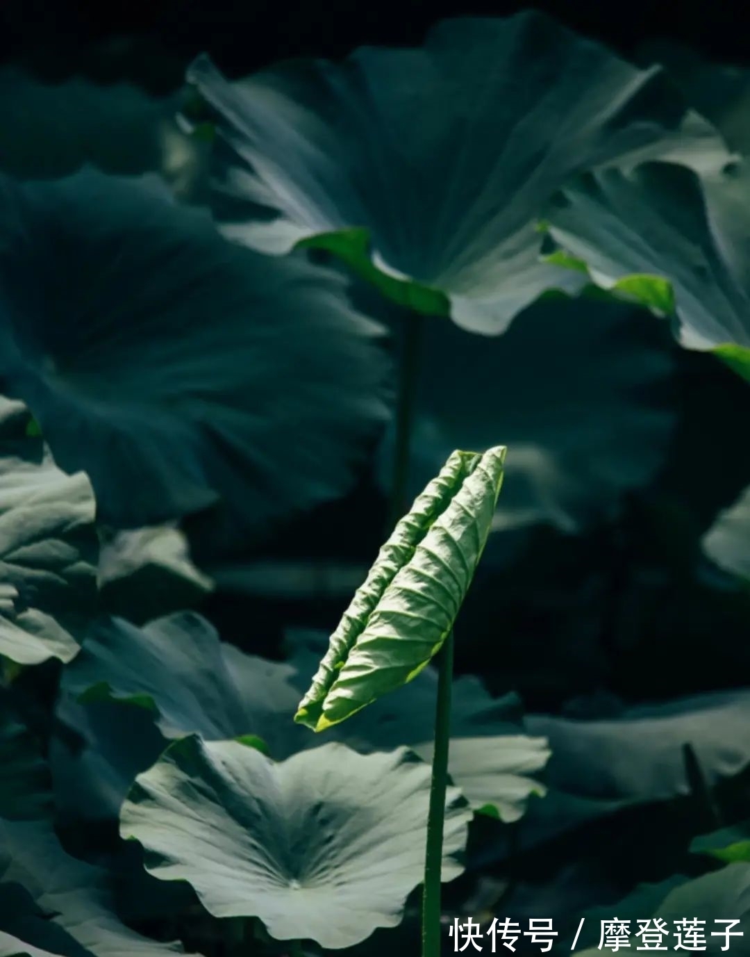 北大|北大的夏，等你的荷