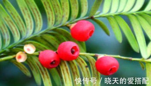 常吃|女性想要身体好,常吃的食物,抗菌消炎、增进消化、增强免疫力