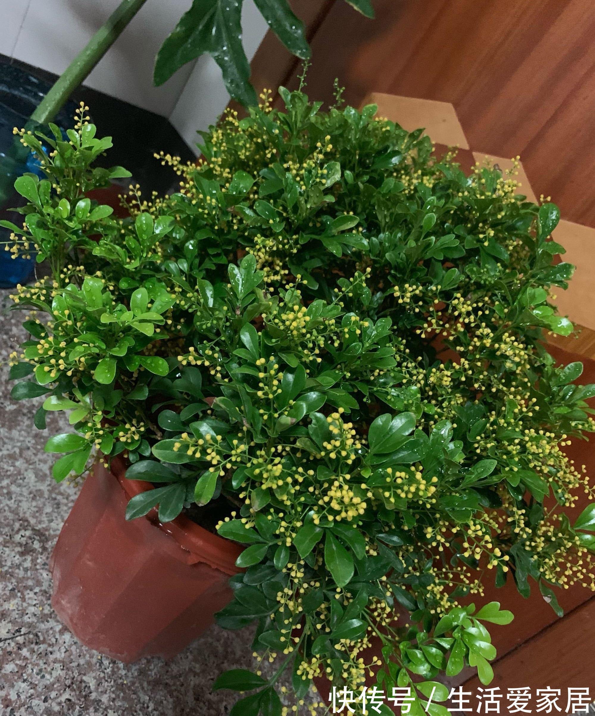 茶花|4种“漂亮花”,开花香气大,家里养一盆,再也不用喷香水