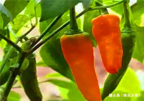 胆固醇|女性要排毒,离不开4种食物,排出毒素,净化血液,滋养女性子宫