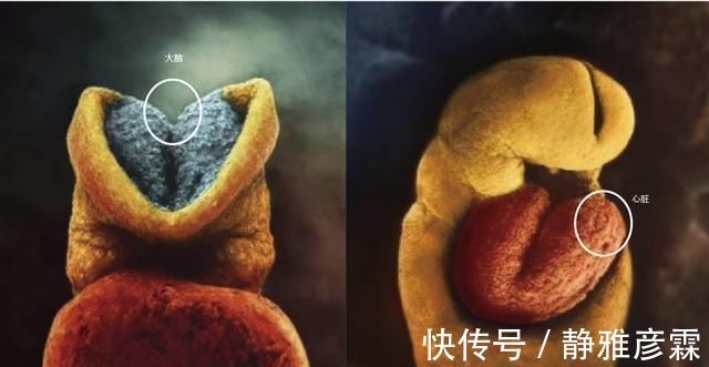 精子|胎儿是如何形成的10张图带你直观了解，看看生命有多神奇