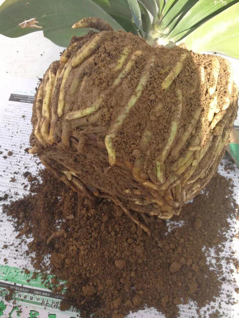 蟹爪兰|长寿花换盆，切忌越换越大，一直用小盆养才好！