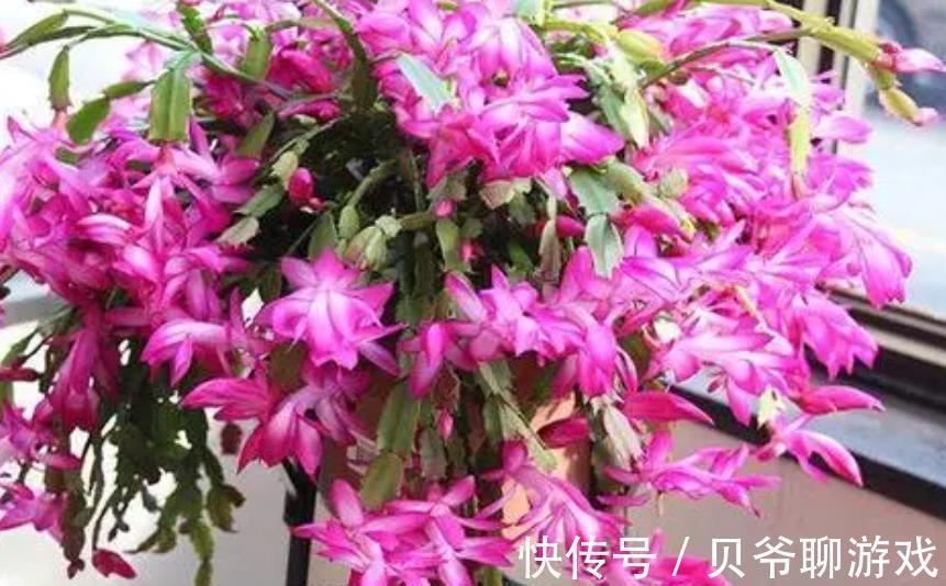11月养蟹爪兰,花盆里掺点“小东西”,叶片坚挺如钢,能开花不断