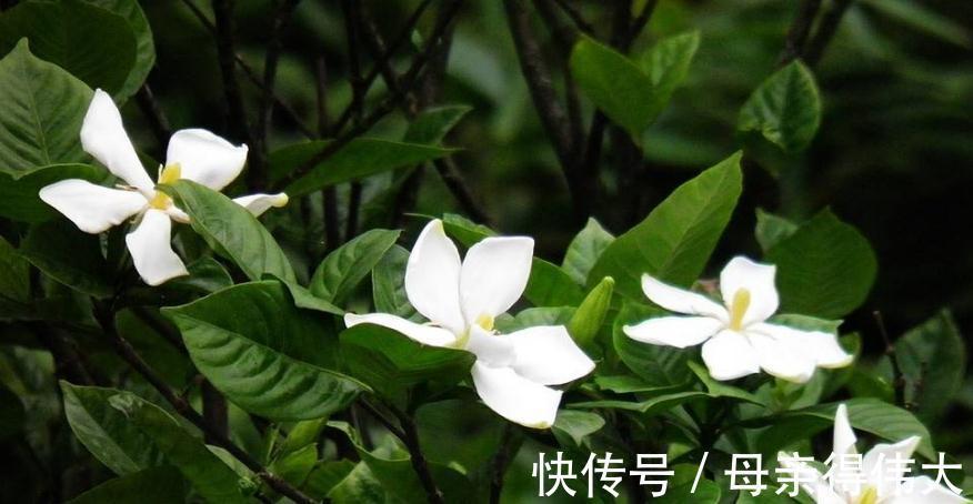 盆栽栀子花枯萎怎么办，根据具体情况做些补救措施