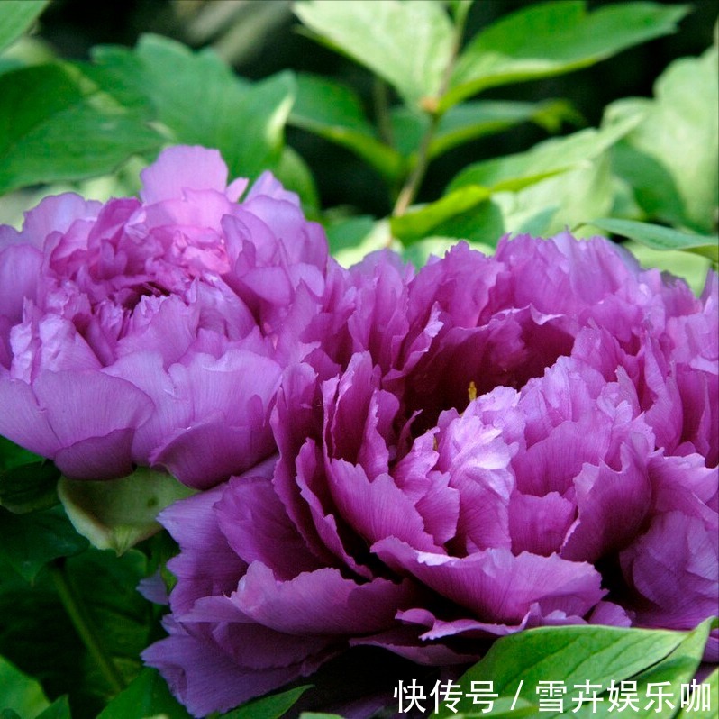 叶片|8种“漂亮花”,个个都是“招财树”,家里养一棵,不愁没钱花