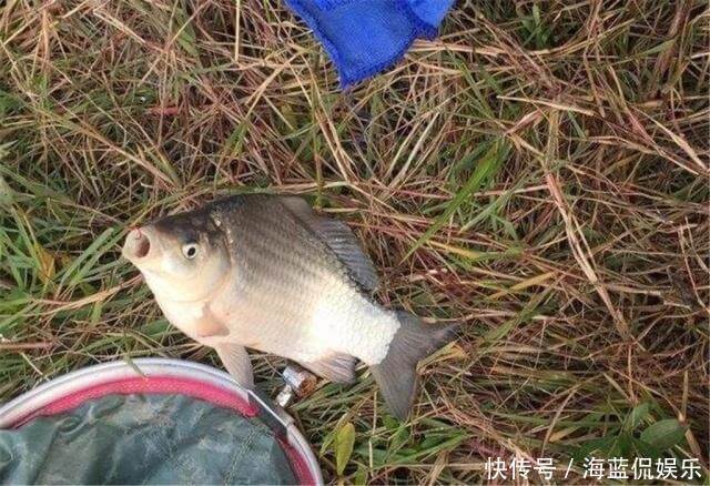 黄金搭档|黄豆粉钓鲫鱼有奇效，再配上酒米做窝料，夏季钓鲫鱼的黄金搭档