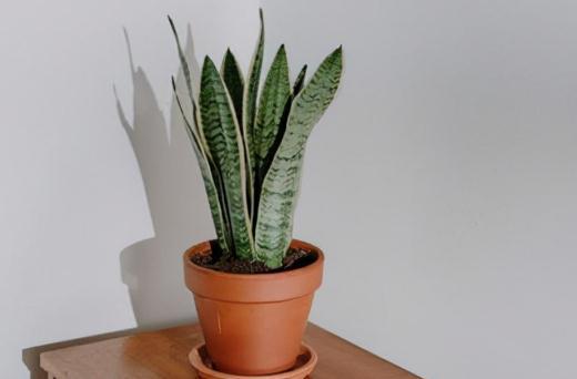 八种不喜水花，土不干不浇水