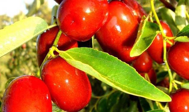 长寿|肝不好，人难长寿！3种养肝食物不妨多吃，肝脏会“感谢”你