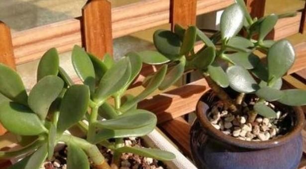 金枝玉叶|马齿苋摇身一变成“金枝玉叶”,花友1年养成老桩,高价都不卖