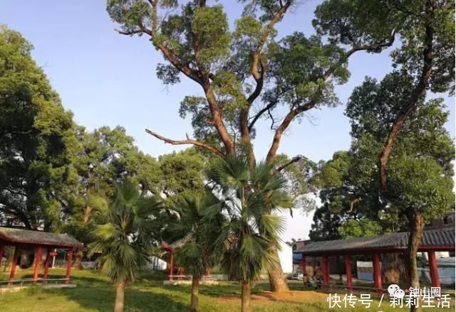 绿植沃若绕山塘，古祠老宅缀农庄，钟山这个国家森林乡村太美了