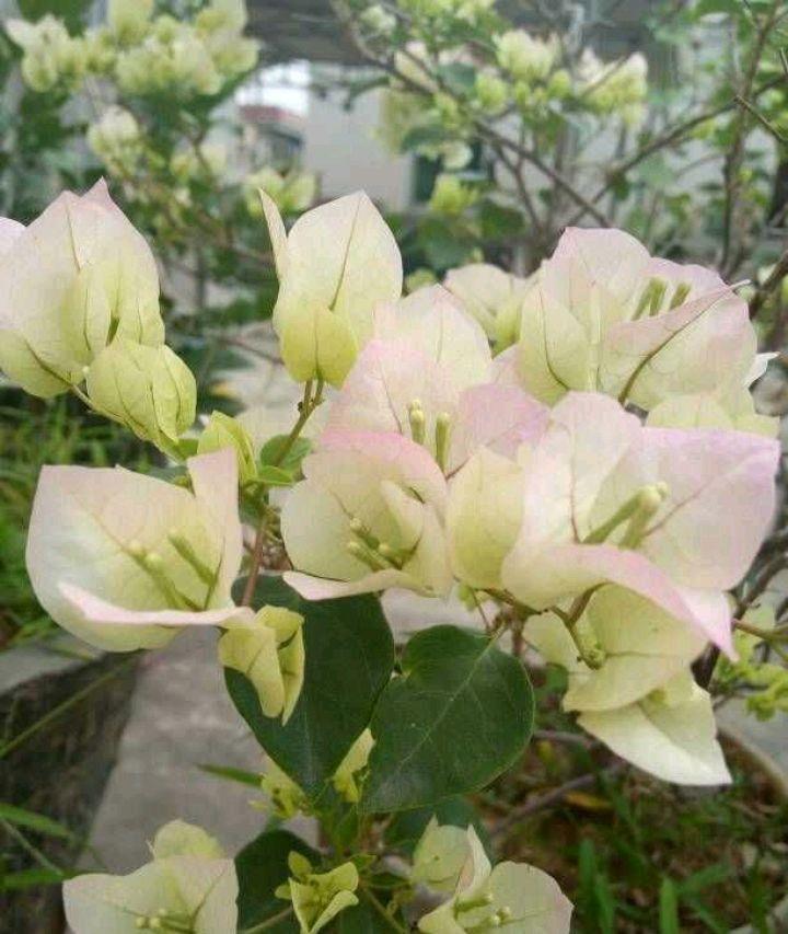 耐寒的4种三角梅，漂亮又勤花，严寒天气也不怕，花朵呼呼开爆盆