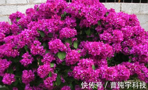 三角梅|养花就养能“爬墙”的,花开密集繁茂,花色红艳,养在阳台美极了