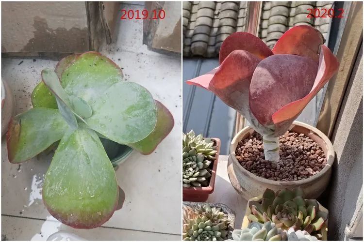 每次的剁手都是忍无可忍，无需再忍！买买买！静待肉美！