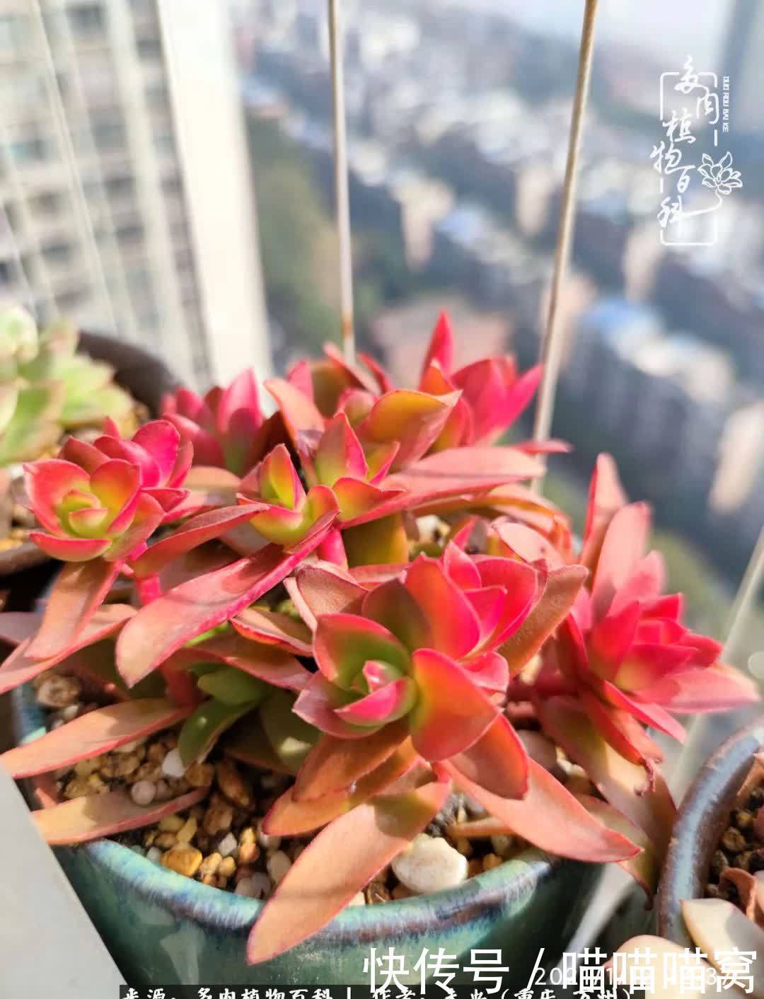 养肉多年,从未出坑过!养多肉是我最喜欢最坚持的爱好!