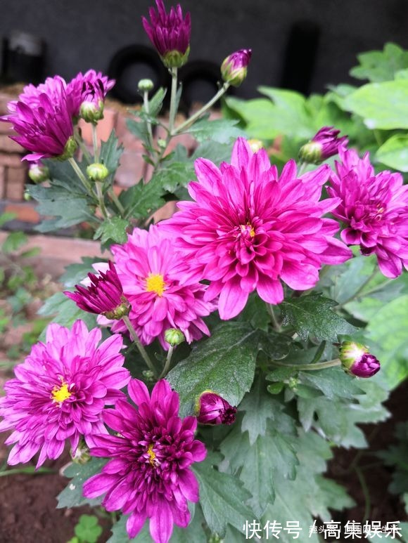 菊花扦插小技巧,20天就生根,容易成活服盆快,来年就能开花