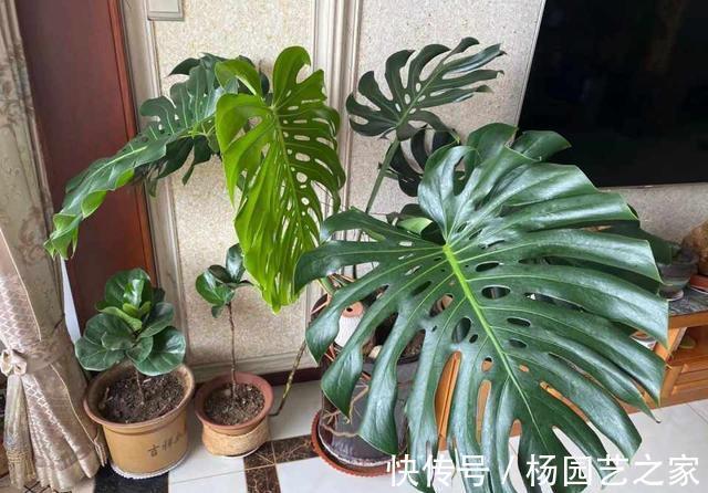 散尾葵|夏天多养大叶子植物,高端又漂亮,大热天也凉快