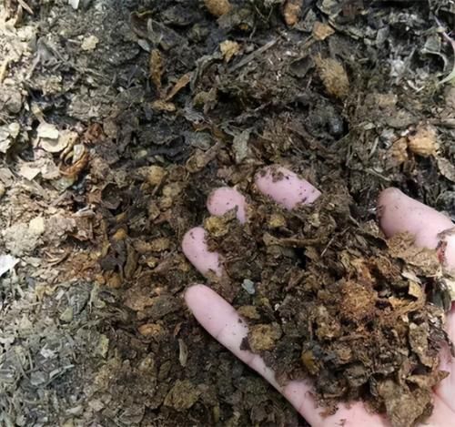 养君子兰，没事喂点“小零食”，叶绿根肥，花又大又艳