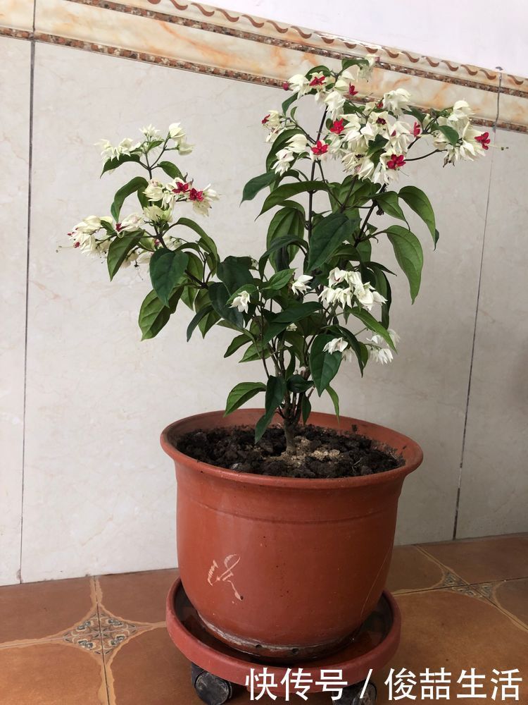 长春花|喜欢牡丹,不如养“稀有名品”初乌,花色如墨,娇艳美丽