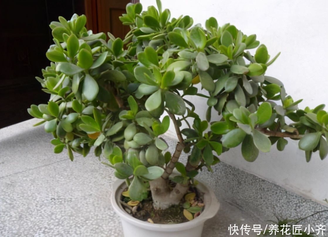 三种可以养成树的“多肉”,不仅漂亮又好养,而且夏季也不休眠