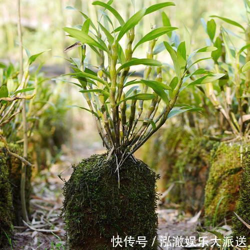 这3种花“脾气”硬,给点水就长新枝,养在石头上还能开花