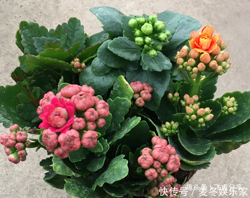 施肥|养花应注意,三种水不能浇,三种肥不能施,不然就会出问题