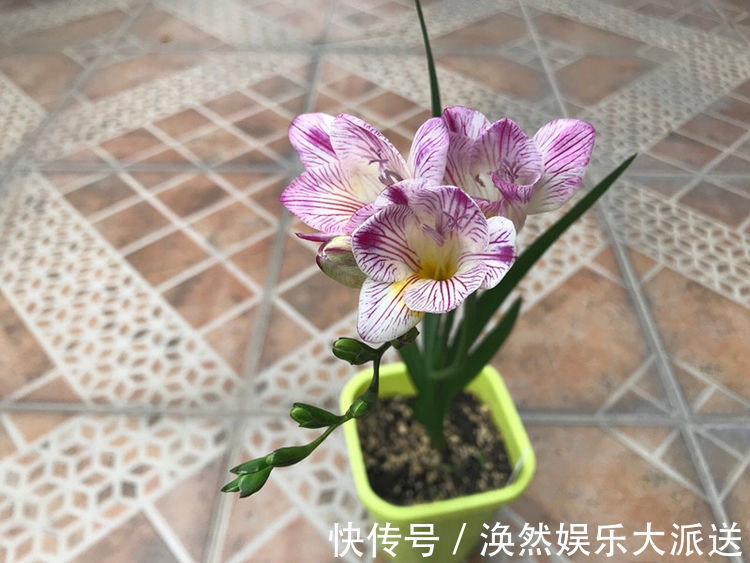 小苍兰|“玫瑰珍品”宠爱小姐,花开浓艳,极为少见,喜欢玫瑰就试试