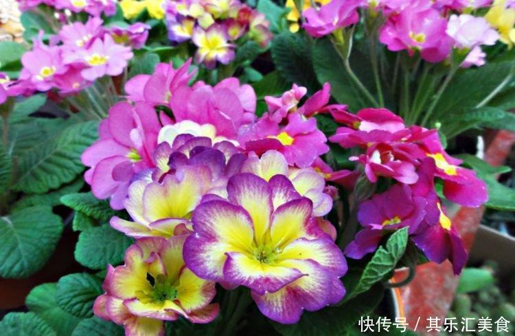 4种“开花王”,一开就是300多天,花朵硕大,花期长!