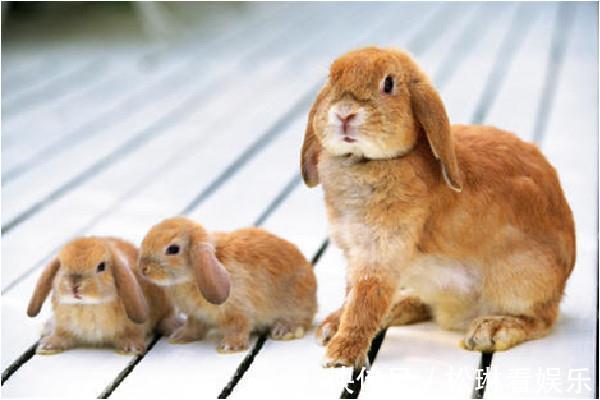 生肖兔|兔兔兔，属兔人将喜从天降，接喜20天内存款翻几倍
