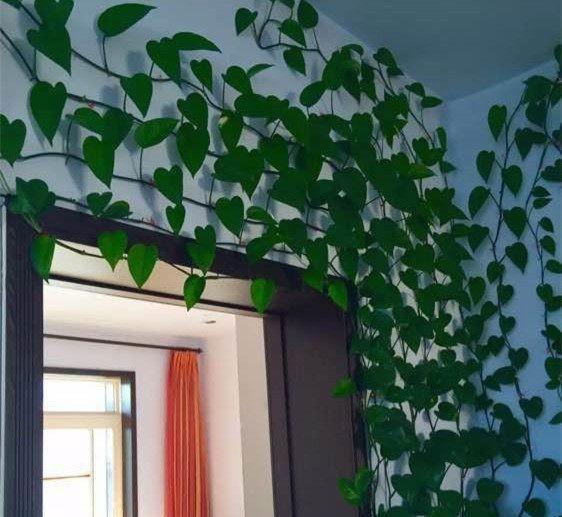 绿萝到底怎么浇水2个浇水技巧,学会浇水就能把绿萝养爆盆