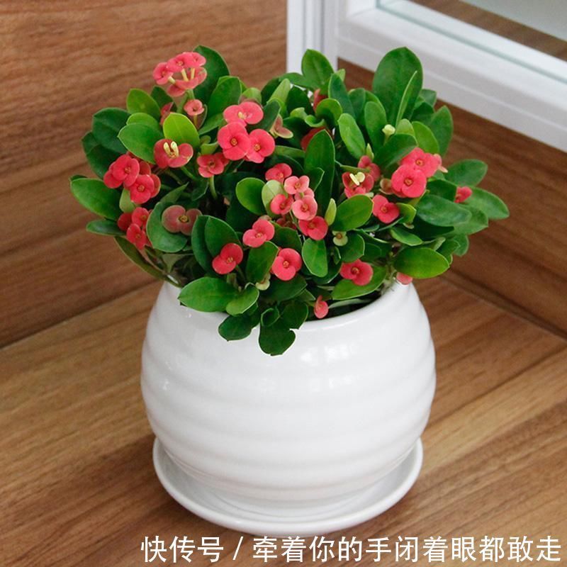 扶桑花|4种“花长寿”，一开花一整年，365天不间断，养一盆老划算