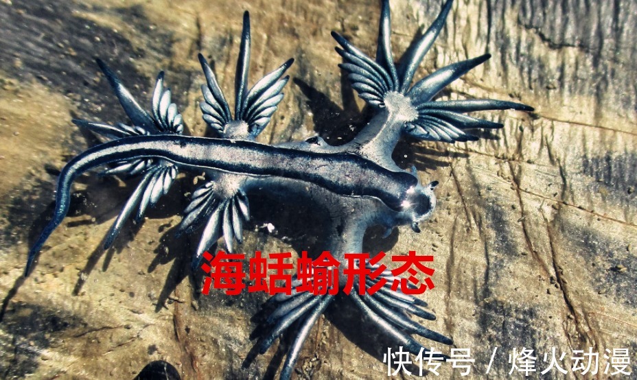 绿牛|海贼王:绿牛是动物系海蛞蝓形态?天生免疫海水以及能够无限分裂