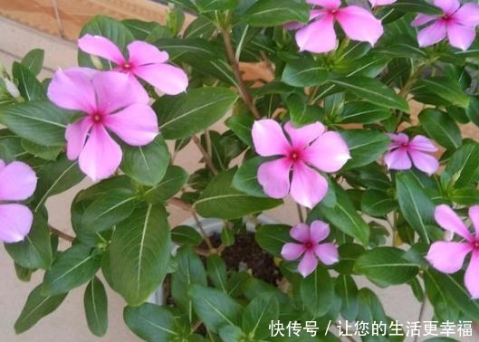 世界十大花期最长的花,全年都开的花有哪些什么花的赏花期最长!