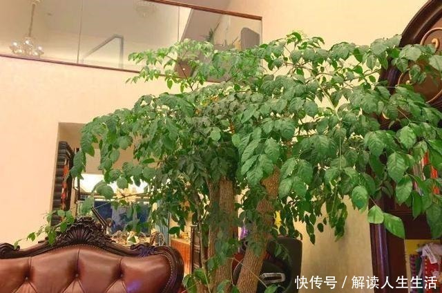 这6种“生财花”,夏季养家里,“浇水”要注意,否则黄叶、烂根!