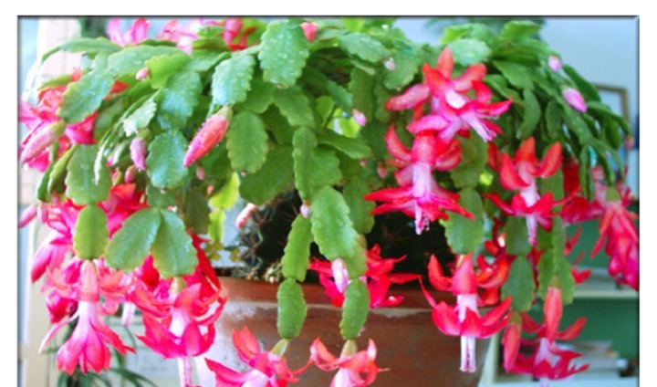 蟹爪兰长势缓慢，一定要喂点它，半个月就能长成小瀑布