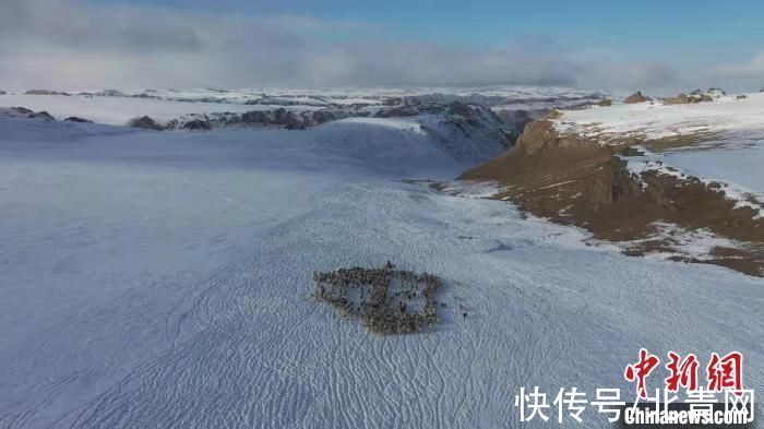 巴音布鲁克|新疆和静百万牲畜冬季转场 上演翻越雪原冰山震撼场面