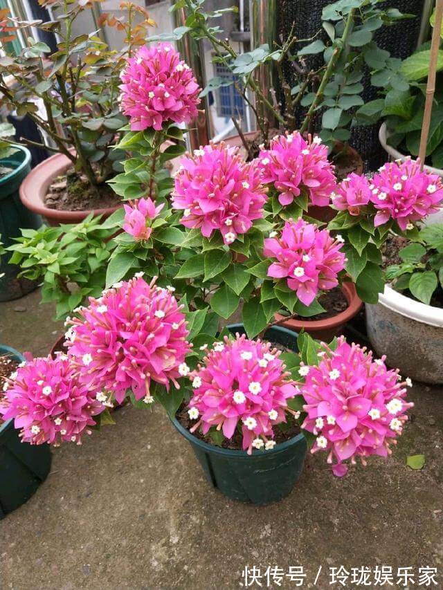 三角梅|三角梅叶茂徒长不开花4个重点没搞明白，三角梅养护施肥时间表