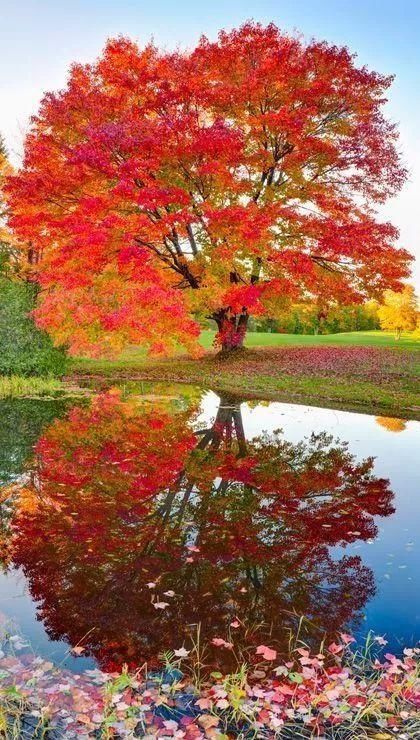 传来|太美了,世界照片今天终于传来,罕见至极,一睹为快