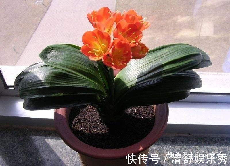 月季花|10种适合在秋季购买的盆栽花卉,提前买好,冬春时节持续有花开