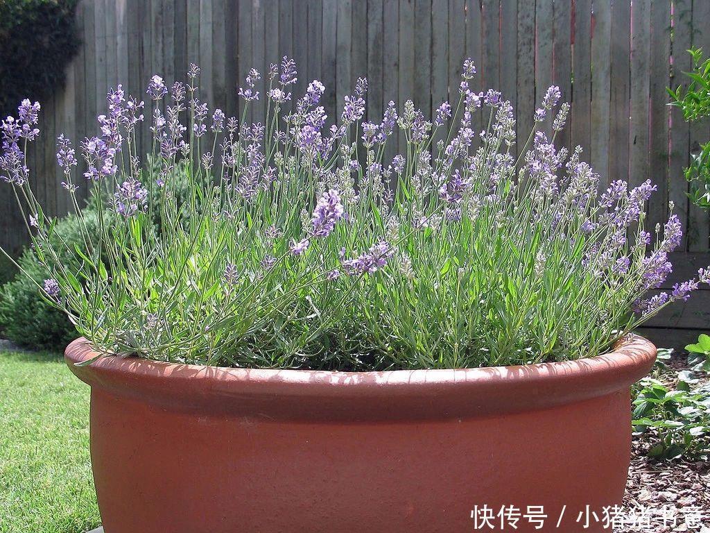 喜欢叶子有香味的花?5种芳香的绿植,比绿萝更好养更耐看