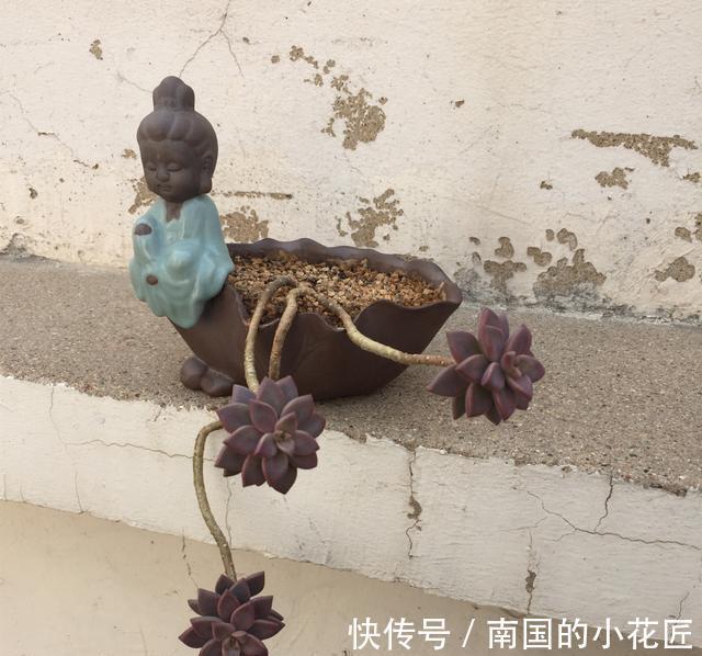 紫乐|4种多肉徒点没关系,很适合养成悬崖桩