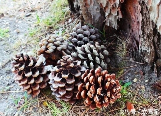 小白|以前只能用来烧火的野果，现在一斤要上百元，看看自家还有没有吧